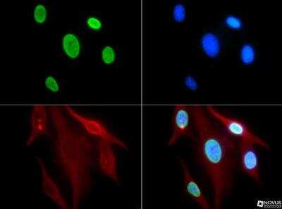 Immunocytochemistry/ Immunofluorescence: Histone H3 [ac Lys9] Antibody - BSA Free [NB21-1074]